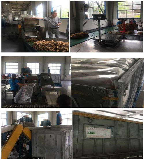 西双版纳橡胶加工厂深度调研报告 产业链现状、挑战与发展机遇